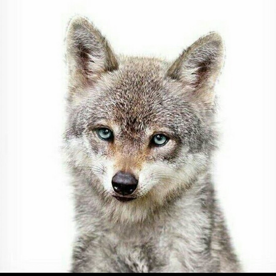 Волчонок картинка для детей на прозрачном фоне