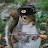 General squirrel