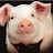 Oink Oink
