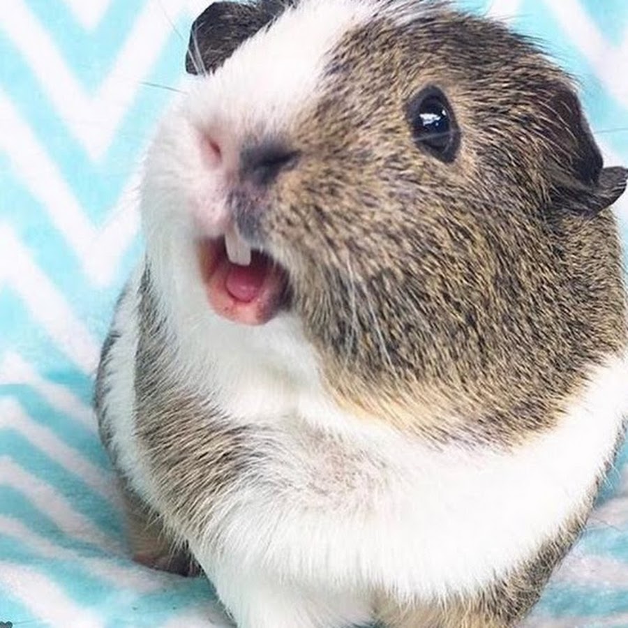 морская свинка поет