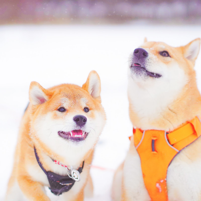 Haki N Woody柴犬兄弟 - 網紅的藏寶箱 