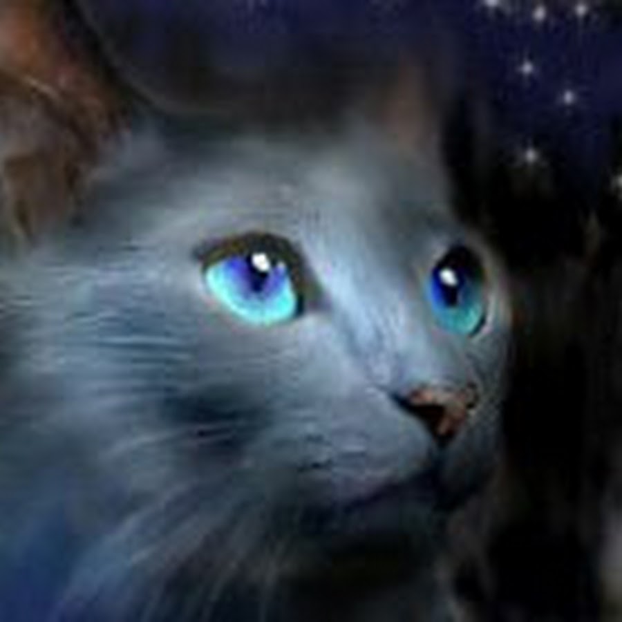 Коты Воители синяя звезда в реальной жизни