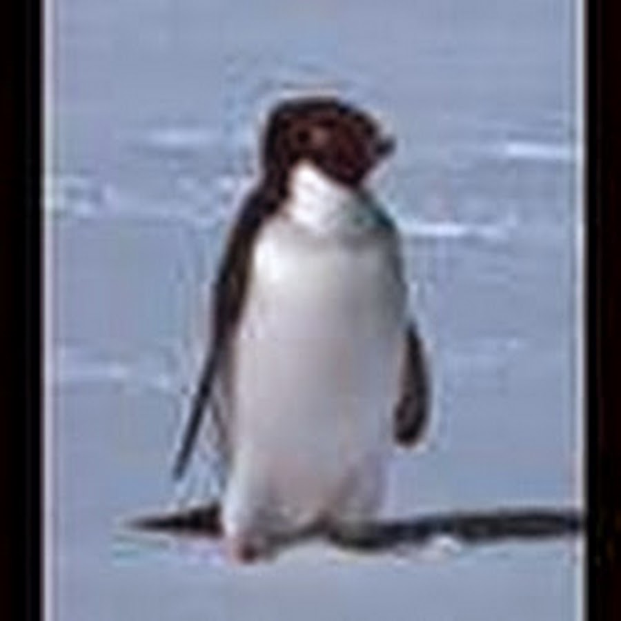буква п в виде пингвина. императорский пингвин в антарктиде. грин белгород пингвин. северный пингвин 5 букв сканворд. атлантический паффин.