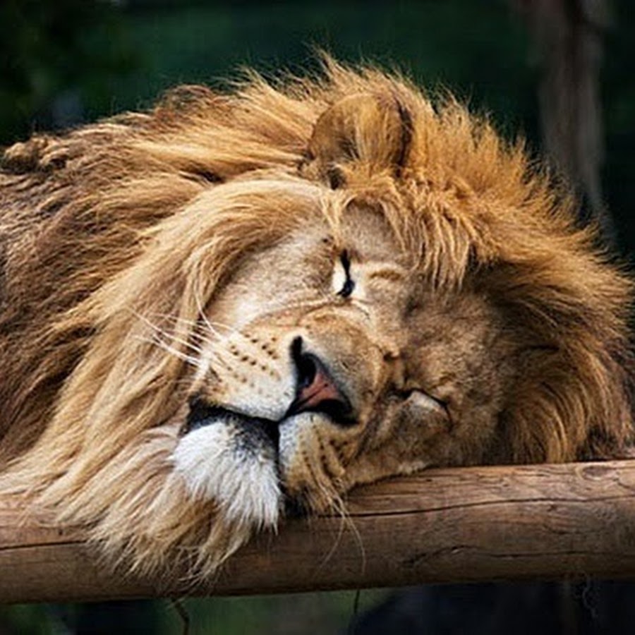 Гороскоп "лев". Парк львов тайган в крыму. Лев лева лион лёв. Лев работа сегодня. Лев работа сегодня.