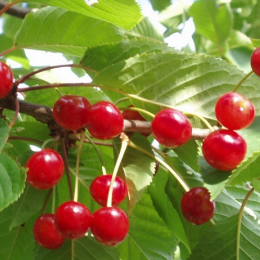 Сорт вишни аморель. Сорт вишни аморель. Ягода похожая на черешню. Вишня чернокорка. Розовый сорт вишни.