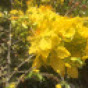 trương Tam