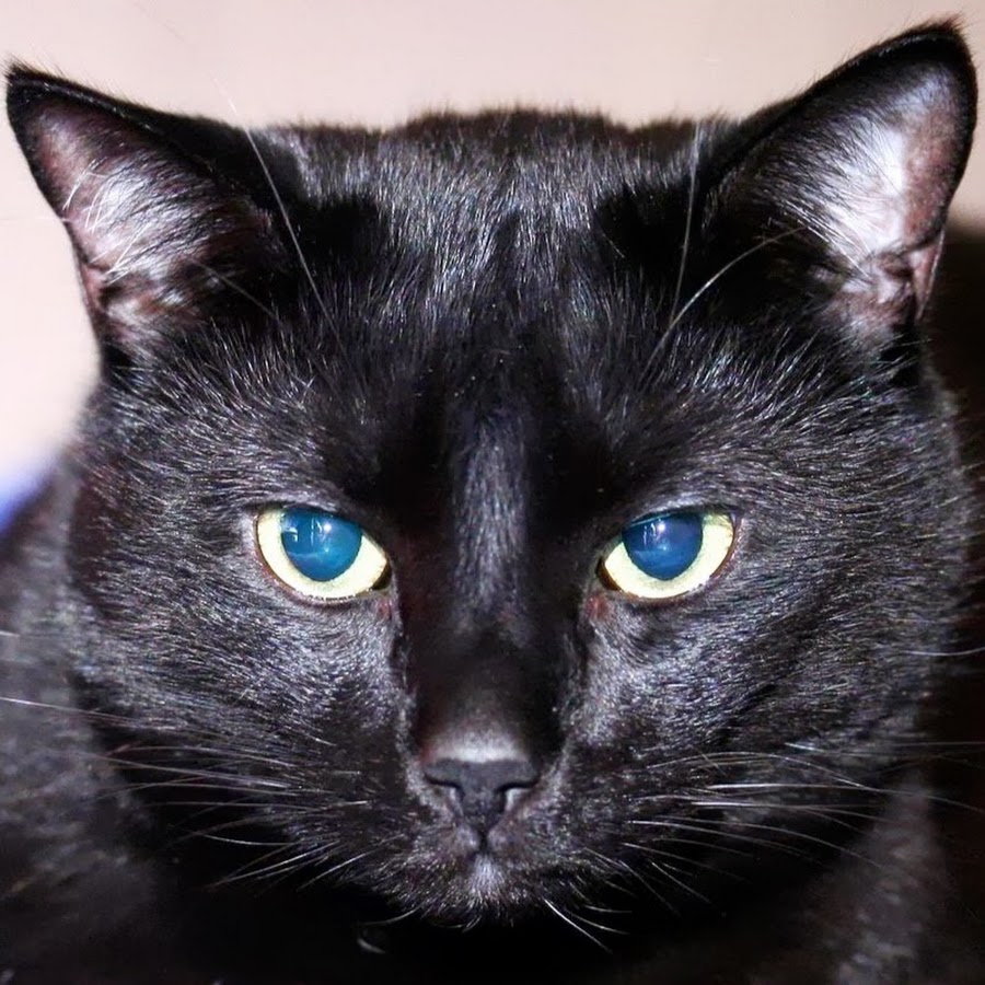 Черная кошка бывает. Турецкая ангора черная. Чёрный кот. Черные коты. Черные породистые кошки.