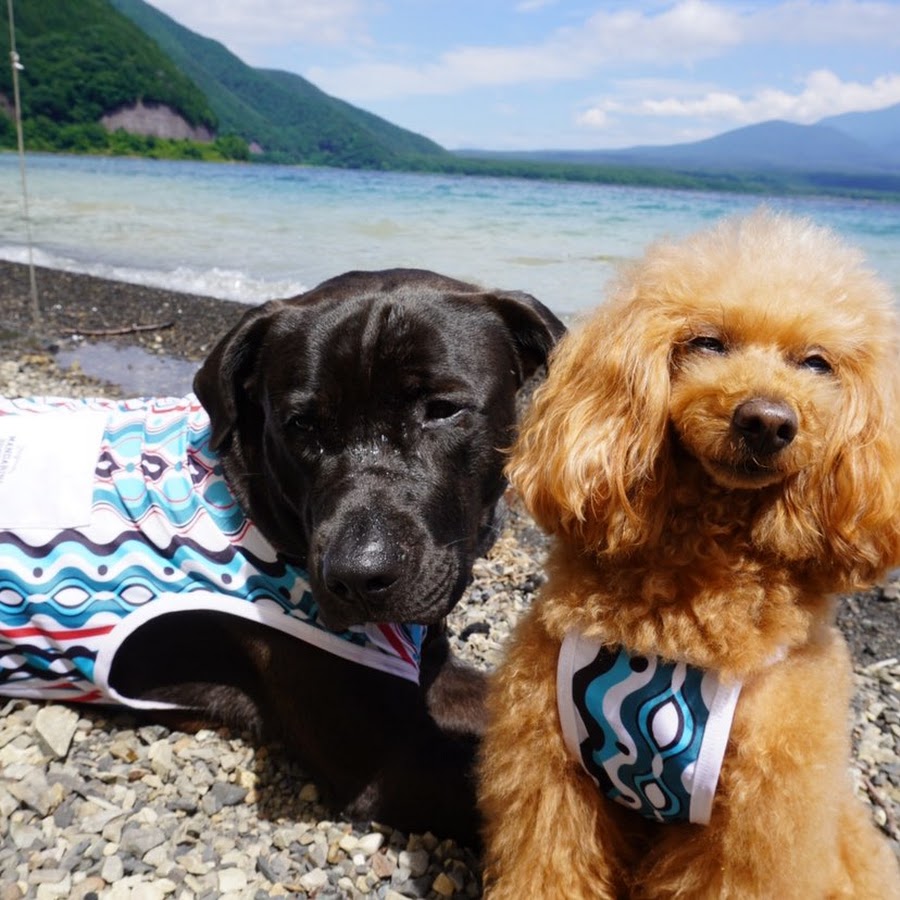 いっちゃんぱっちゃん Youtube