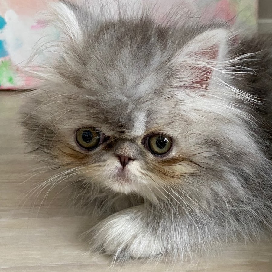 山本栄治 Youtube