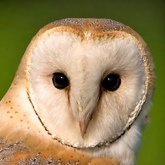 Thumbnail of related channel