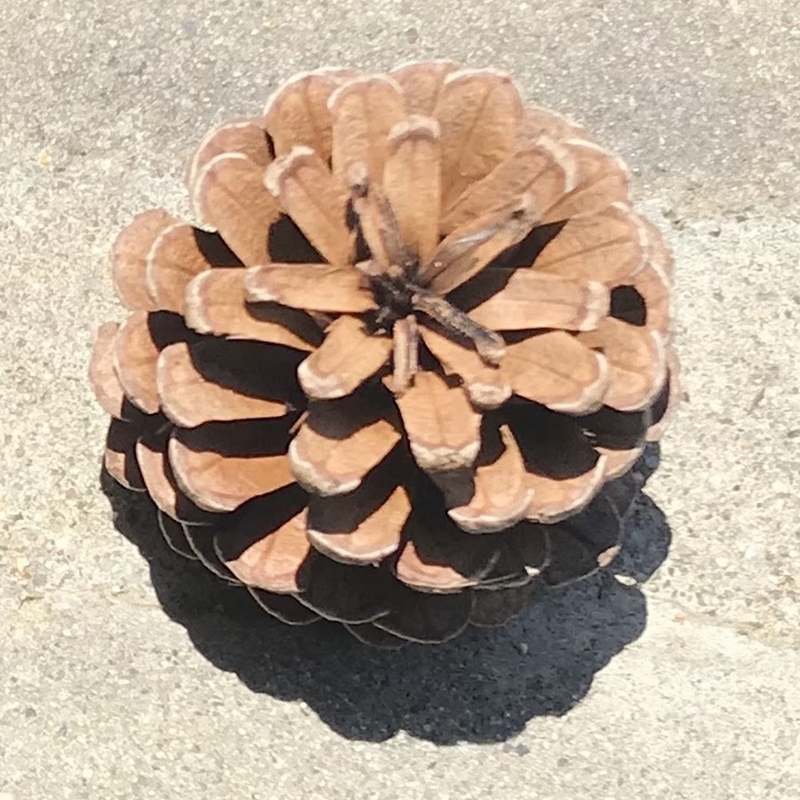 きわめないたま Youtube