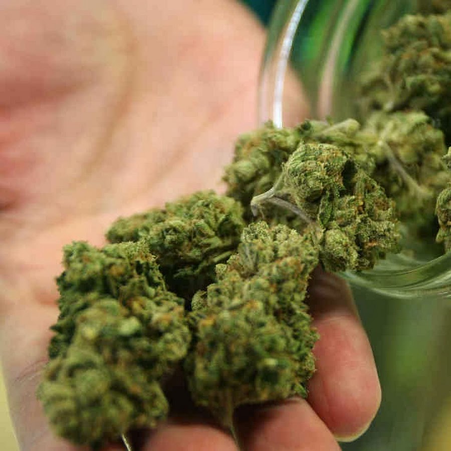 Торговец марихуаной сколько можно вырастить конопли у себя дома