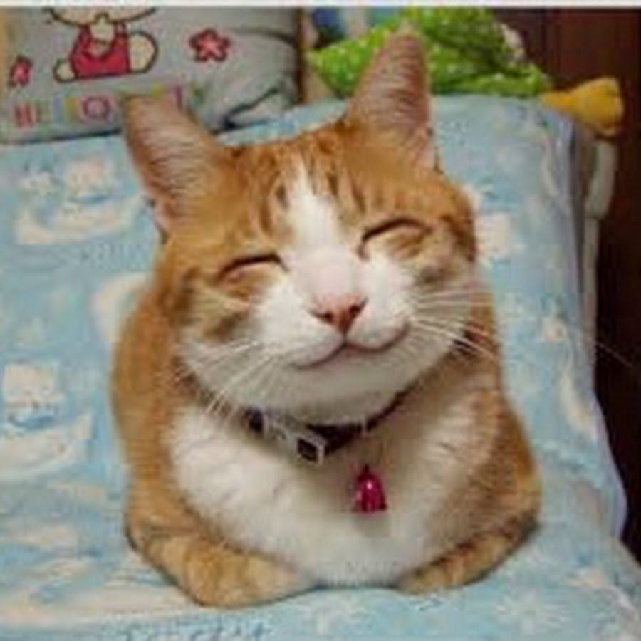 癒し おもしろ動物たちの集会所 Youtube