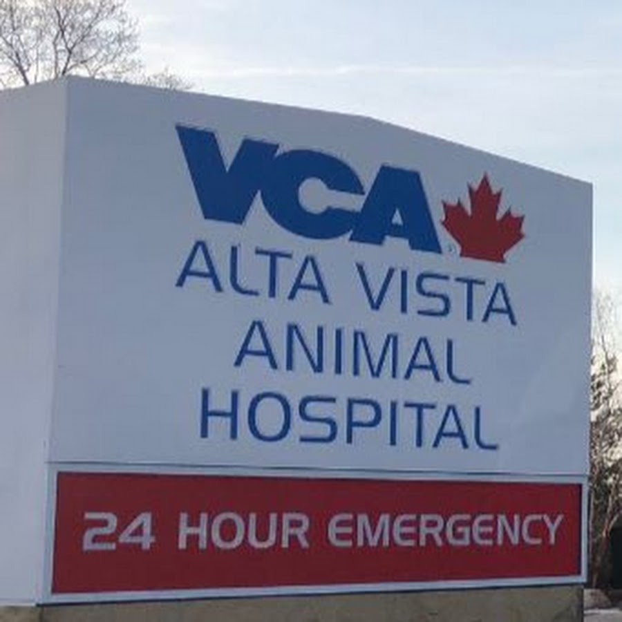 Vca Canada Alta Vista Animal Hospital Youtube