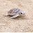 Smaller turtle
