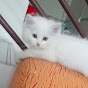 Cat Doremon