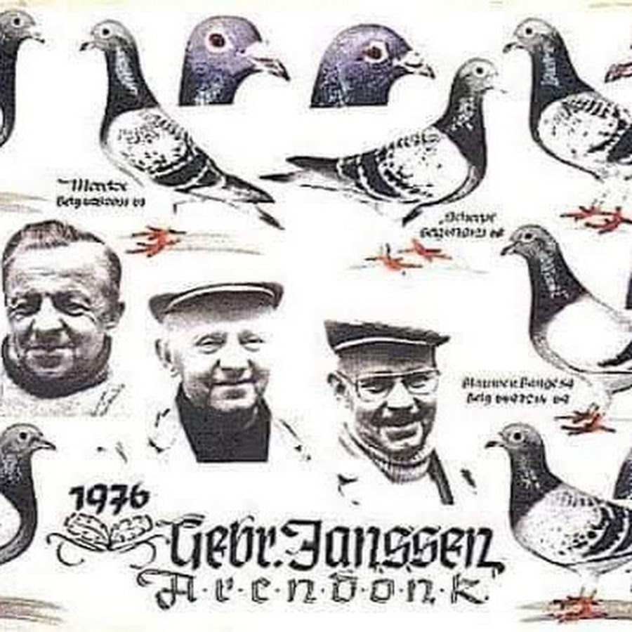 Расы спортивных голубей. Спортивные голуби. Спортивные голуби. Голуби мулемансы. Расы голубей.