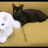 Yolo Cats World