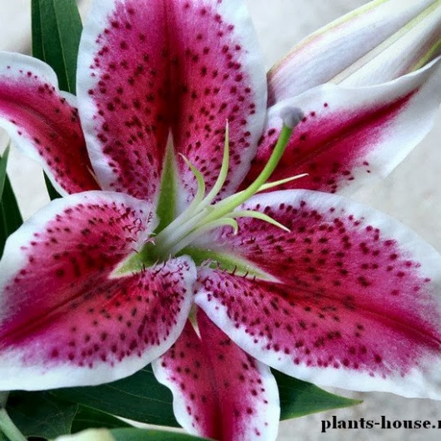 с юбилеем лилия. имя лилия с цветком. поздравления с днём рождения лилии. именные лилия. именные лилия.