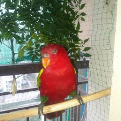 Velvet the Best Talking Parrot!! Mummy ke bete hain thumbnail