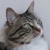 猫アレルギー対策に 〻 ピュリナ プロプラン リブクリア 〻 実は 2ヶ月間のモニターに参加していました Youtube