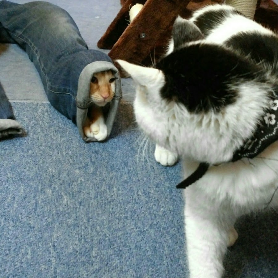久留米の猫カフェねこる Youtube