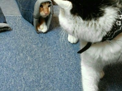 上 猫 カフェ 久留米 196035-���留米 カフェ 猫