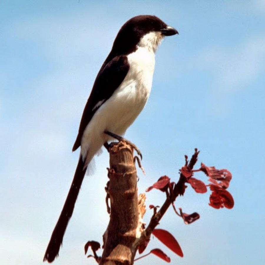 Koleksi Video Burung Berkicau Youtube