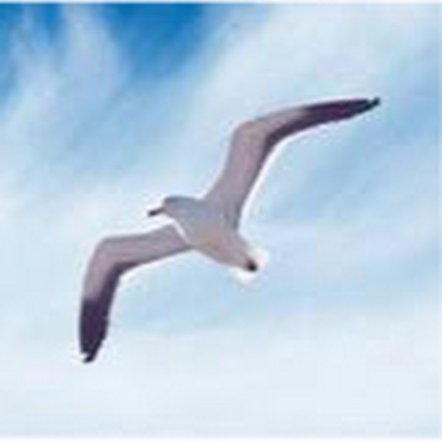 北海かもめ Youtube