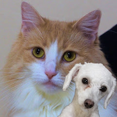 POPOLA犬猫