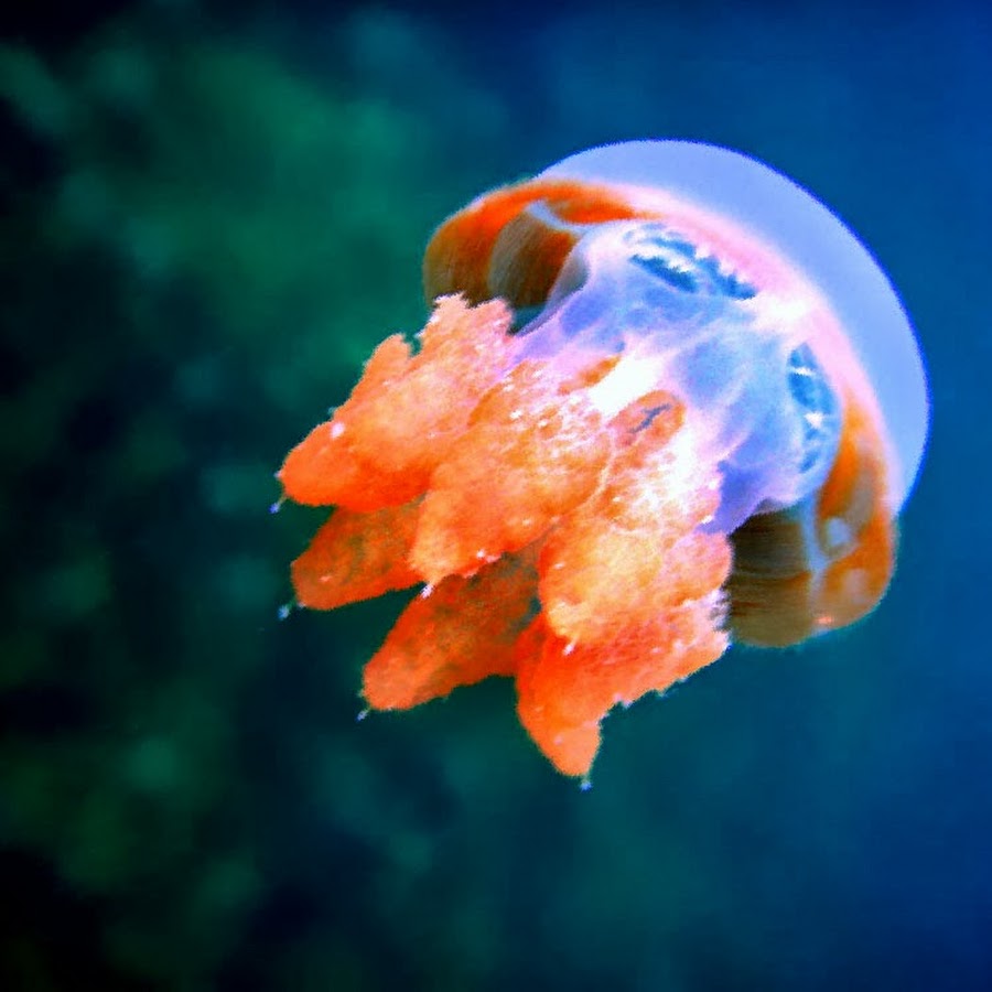 Сцифоидные Кишечнополостные