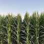 IL Corn - @ilcorn YouTube Profile Photo