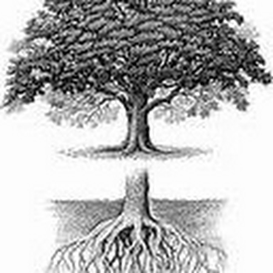 Дерево с корнями и кроной. Крона и корни деревьев. Картинка дерево с корнями без фона. Дуб иллюстрация. Дуб с корнями и кроной.