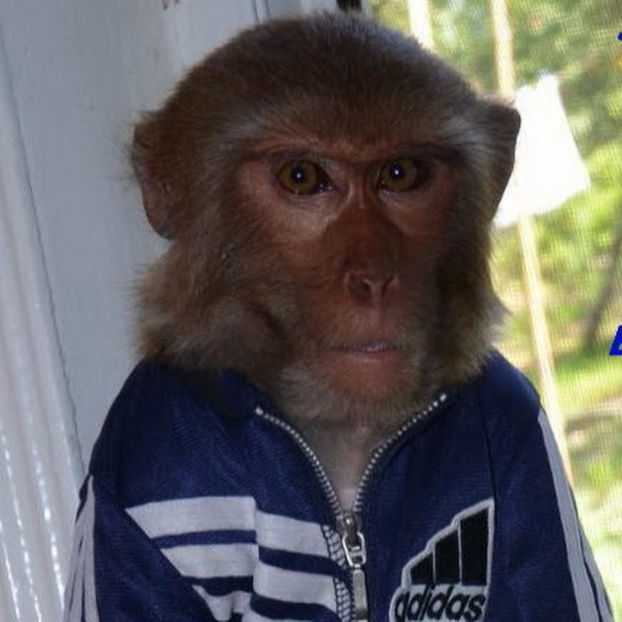 игра на сеге про обезьяну. обезьяна токи. николаевич обезьяна. яша лазаревский обезьяна. обезьяна прыгает.