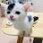 오집사와 키키TV