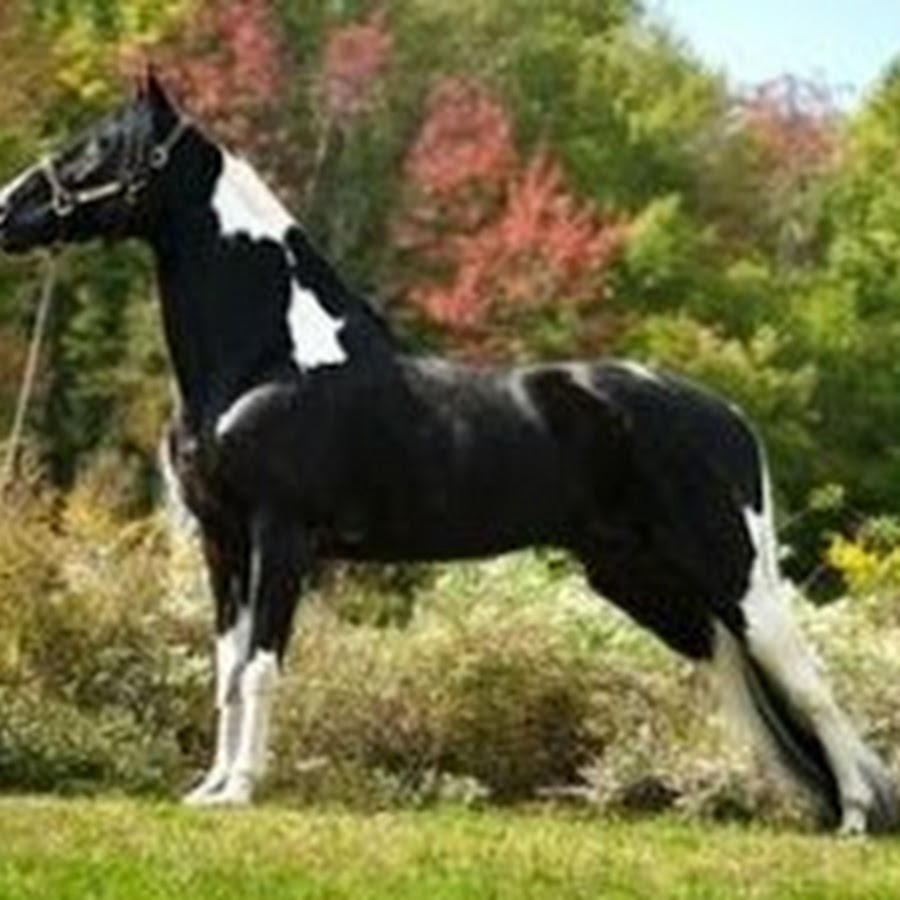 Американская верховая. Теннесси Уокер лошадь. Лошадь породы Теннесси Уокер. Американская верховая сэддлбред пегая. Теннессийская прогулочная пегая.