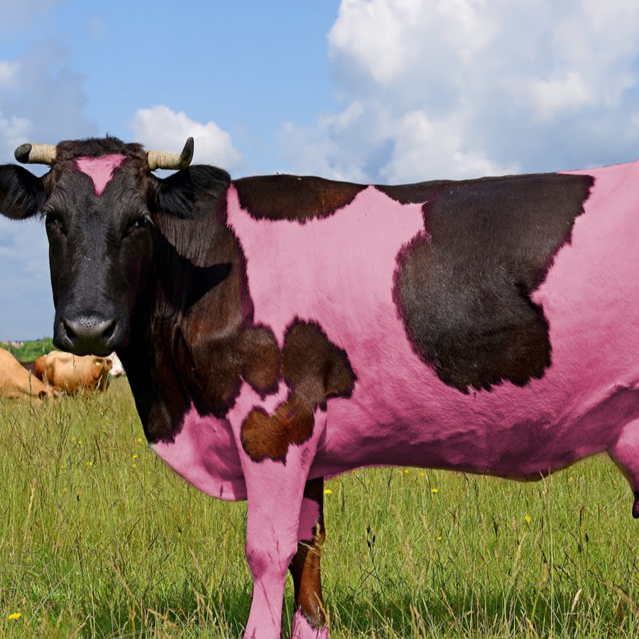 Теленок во сне. Ленивая корова. Сон корова. Клубничная корова. Приснилась корова женщине.