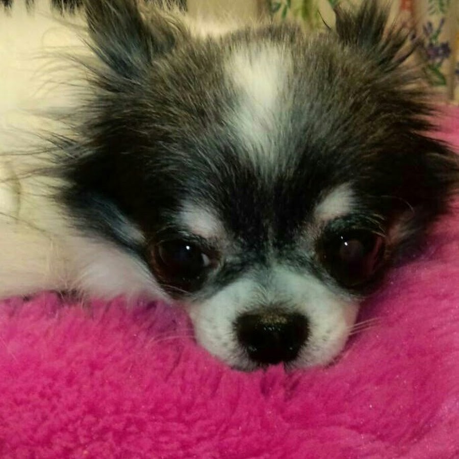 佐々木花菜 Youtube