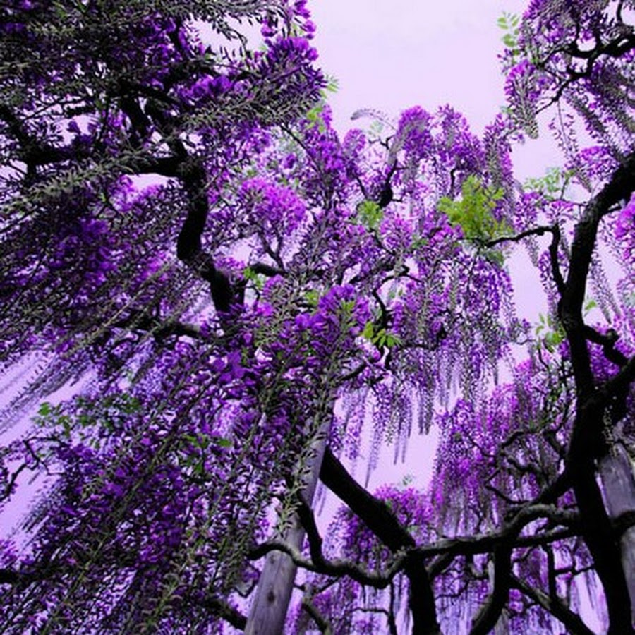 Дерево с фиолетовыми цветами в Крыму