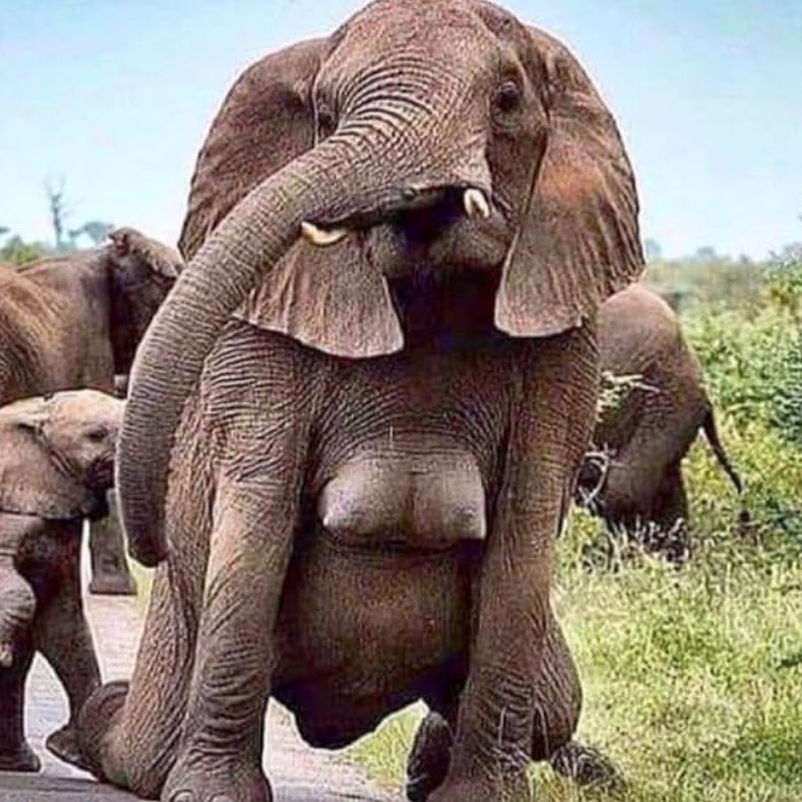 Спаривание слонов крупным планом