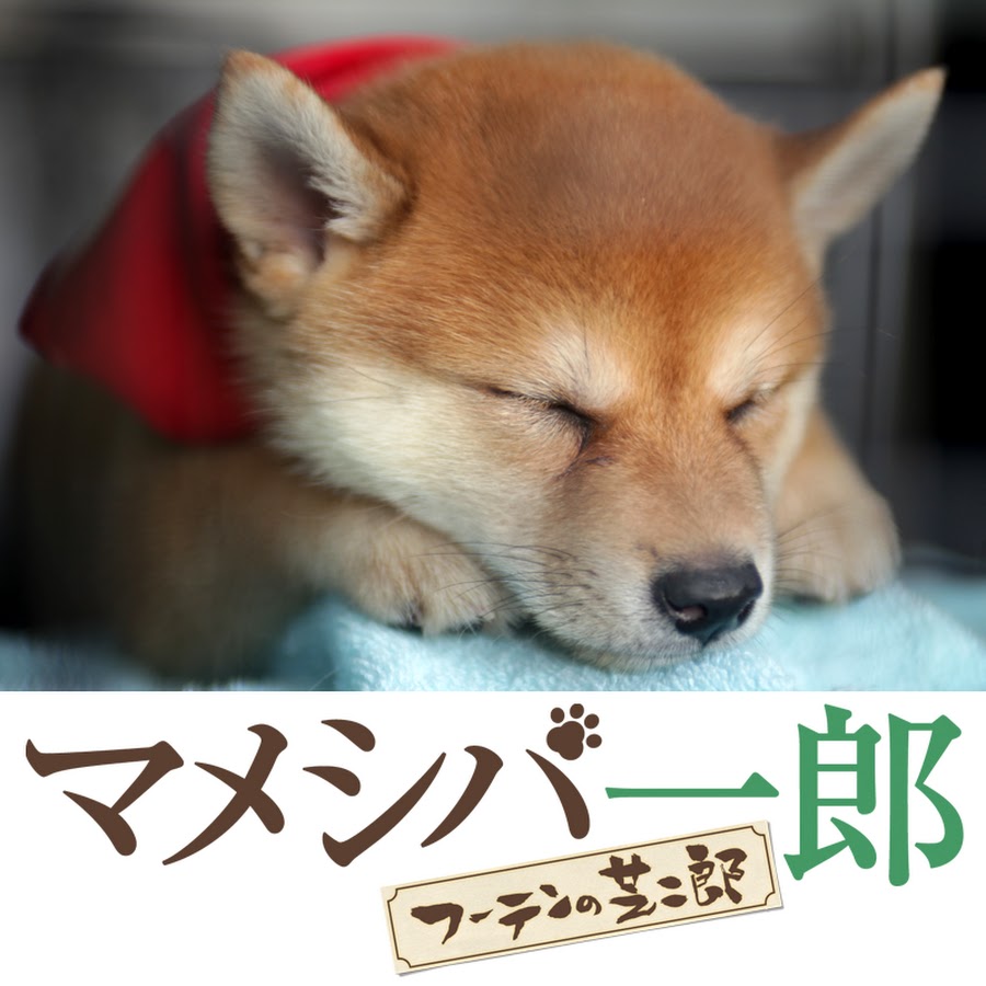 映画 ドラマ マメシバ一郎 公式チャンネル Youtube