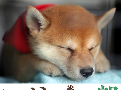 200以上 マメシバ 一郎 映画 659839-マメシバ一郎 映画版