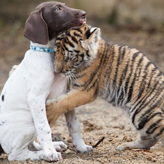 Thumbnail of related channel