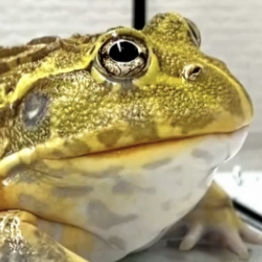 Frog time. Frog time. Механический таймер лягушка. Frog time. Таймер лягушка.