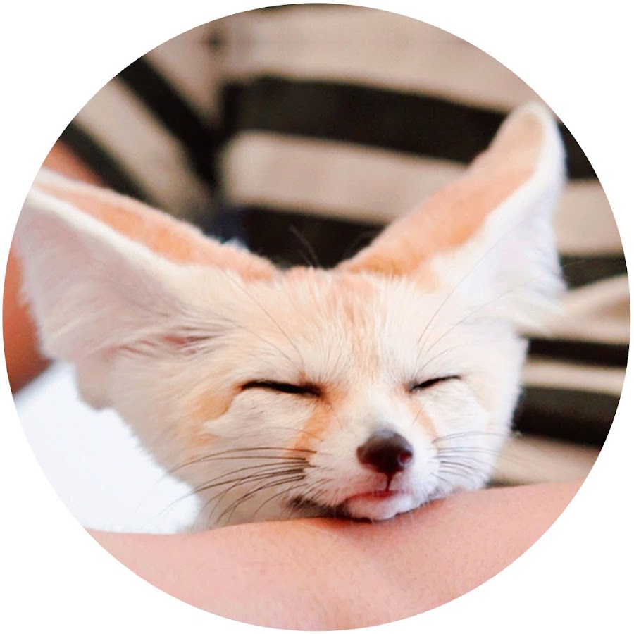 狐が我が家にやってきた Fennec Came To My Home Youtube