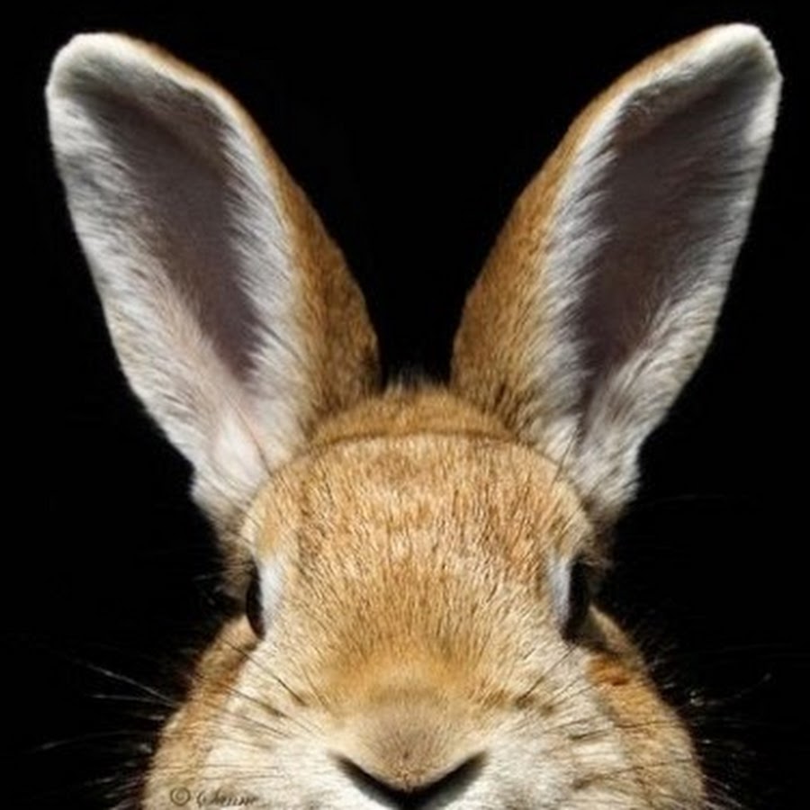 Почему уши у зайцев. Уши зайца. Кролик выглядывает. Морда кролика. Заяц с большими ушами.