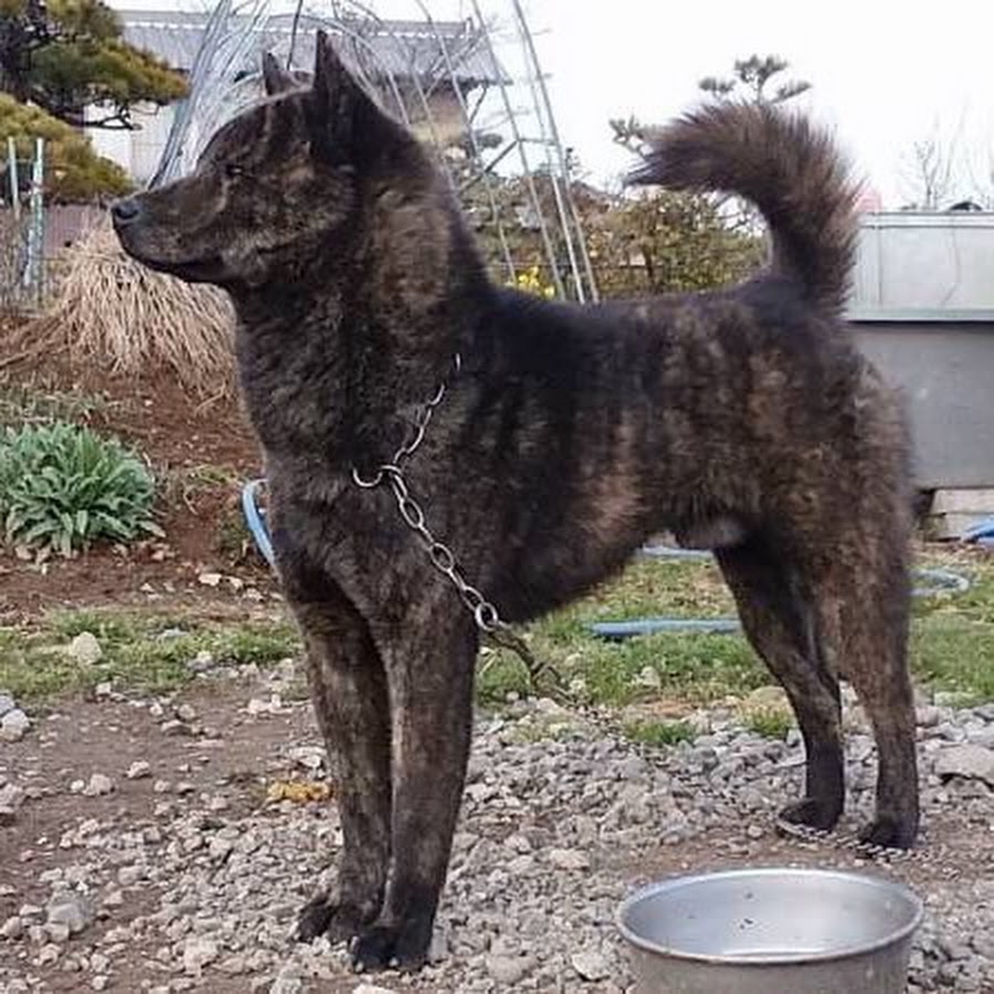 甲斐犬 彩の国 井上荘 Youtube