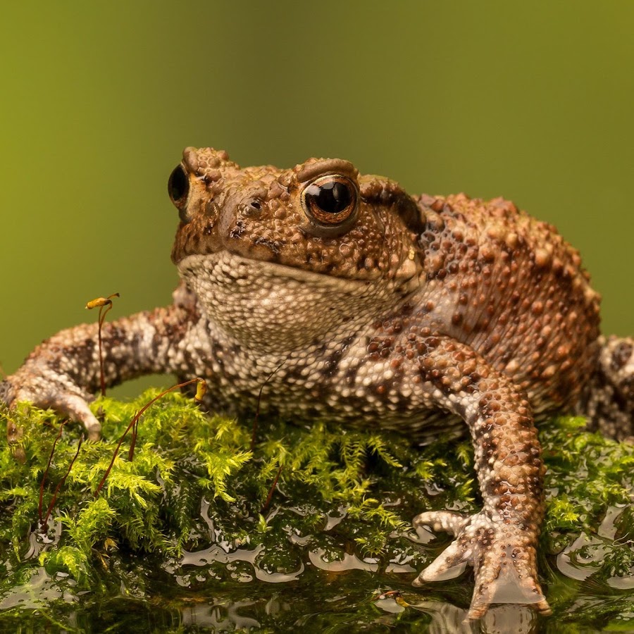 Клоун. Clown 6. Clown 6. Клоун и бандит спектакль. 6 клоунов.