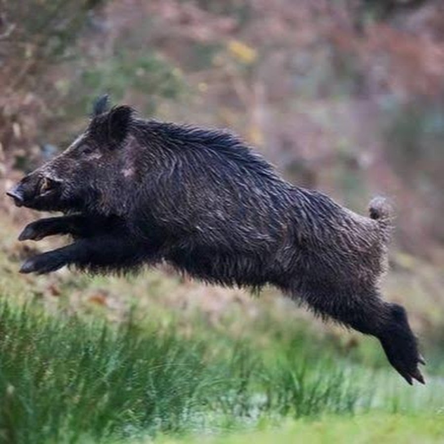 кабан пробежал. кабан пробежал. кабанчик бежит. кабанчик бежит. бегает кабанчик.