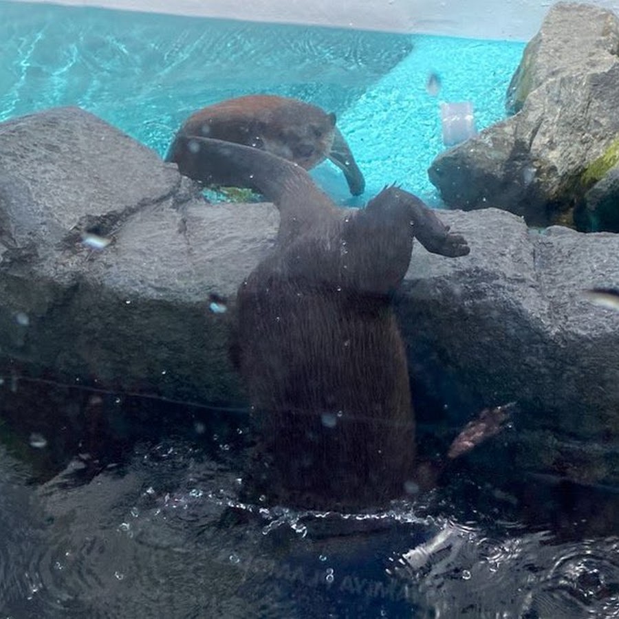 ちゃんねるパピパピ Youtube